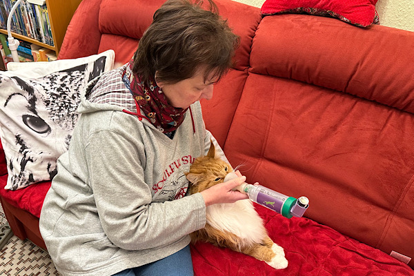Katze wird inhaliert