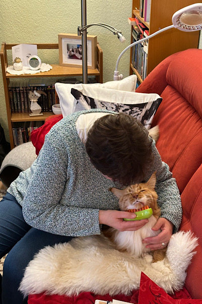 Britta bürstet roten Main Coon Kater.