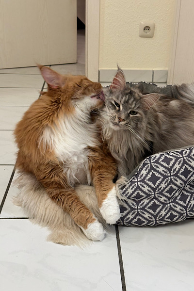 2 Main Coon im Katzenbett