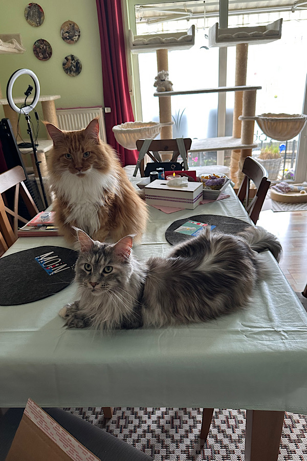 Katzen auf dem Tisch