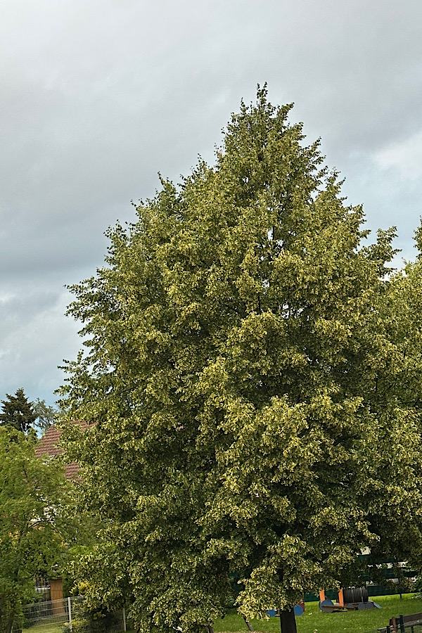 Baum
