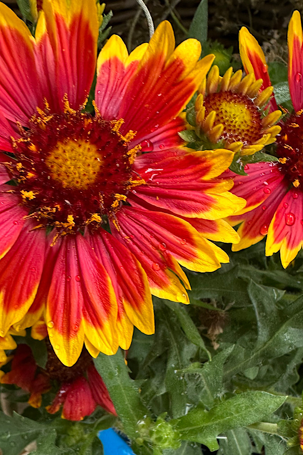 Blume