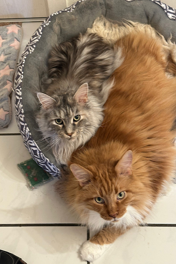 2 Katzen