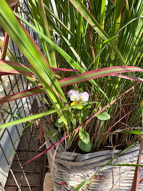 kleines Hornveilchen im Gras