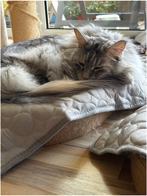 Katze auf Kühlmatte